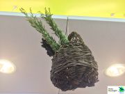 IMG5453